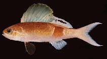 To FishBase images (<i>Rabaulichthys stigmaticus</i>, Maldives, by Randall, J.E.)