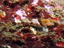 Image of Asemichthys taylori (Spinynose sculpin)