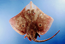 To FishBase images (<i>Raja texana</i>, by NOAA\NMFS\Mississippi Laboratory)