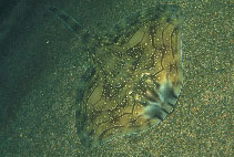 To FishBase images (<i>Raja undulata</i>, by Salesj�, A.)