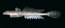 To FishBase images (<i>Callionymus calcaratus</i>, Australia, by Randall, J.E.)