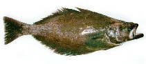 To FishBase images (<i>Reinhardtius hippoglossoides</i>, by Dolgov, A.)