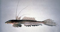 To FishBase images (<i>Repomucenus huguenini</i>, Chinese Taipei, by The Fish Database of Taiwan)