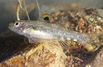 To FishBase images (<i>Redigobius leveri</i>, Fiji, by Ryan, P.)