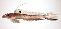 To FishBase images (<i>Repomucenus lunatus</i>, Japan, by Suzuki, T.)