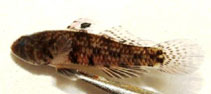To FishBase images (<i>Redigobius macrostoma</i>, Madagascar, by Ravelomanana, T.)