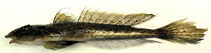 To FishBase images (<i>Repomucenus ornatipinnis</i>, Japan, by Miyahara, H.)