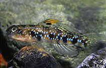 To FishBase images (<i>Redigobius oyensi</i>, Papua New Guinea, by Allen, G.R.)