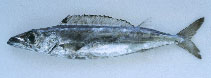 To FishBase images (<i>Rexea prometheoides</i>, by CSIRO)