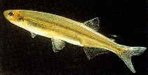 To FishBase images (<i>Retropinna retropinna</i>, New Zealand, by McDowall, R.M.)