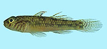 To FishBase images (<i>Redigobius roemeri</i>, Palau, by Winterbottom, R.)