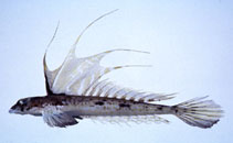 To FishBase images (<i>Repomucenus virgis</i>, Japan, by Suzuki, T.)