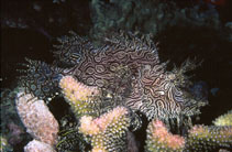 Image of Rhinopias aphanes (Lacy scorpionfish)