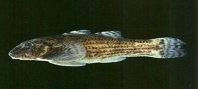 To FishBase images (<i>Rhyacichthys aspro</i>, Chinese Taipei, by Shao, K.T.)