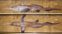 Image of Rhinochimaera atlantica (Straightnose rabbitfish)