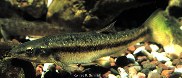 To FishBase images (<i>Rhinichthys atratulus</i>, by The Native Fish Conservancy)