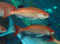 To FishBase images (<i>Rhomboplites aurorubens</i>, USA, by Cox, C.D.)