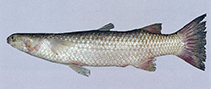 To FishBase images (<i>Rhinomugil corsula</i>, Myanmar, by Vidthayanon, C.)
