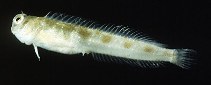To FishBase images (<i>Rhabdoblennius ellipes</i>, Pitcairn, by Randall, J.E.)