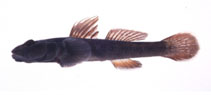 To FishBase images (<i>Rhinogobius flumineus</i>, Japan, by Suzuki, T.)