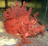 Image of Rhinopias frondosa (Weedy scorpionfish)
