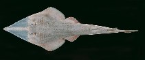 Image of Glaucostegus granulatus (Granulated guitarfish)