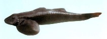 To FishBase images (<i>Rhyacichthys guilberti</i>, New Caledonia, by Pöllabauer, C.)