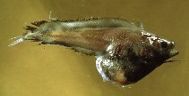 To FishBase images (<i>Rhynchogadus hepaticus</i>, Italy, by Costa, F.)