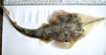 Image of Rhinobatos holcorhynchus (Slender guitarfish)