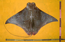 To FishBase images (<i>Rhinoptera jayakari</i>, Pakistan, by Osmany, H.B.)