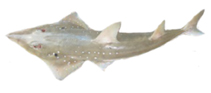 To FishBase images (<i>Rhynchobatus laevis</i>, Thailand, by Krajangdara, T.)