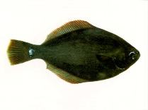 To FishBase images (<i>Rhombosolea leporina</i>, New Zealand, by SeaFIC)