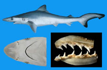 To FishBase images (<i>Rhizoprionodon longurio</i>, Panama, by Robertson, R.)