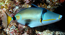 Image of Rhinecanthus lunula (Halfmoon picassofish)