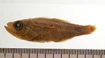 To FishBase images (<i>Apogonichthys mentalis</i>, Philippines, by Sandra J. Raredon / Smithsonian Institution, NMNH, Div. of Fishes)