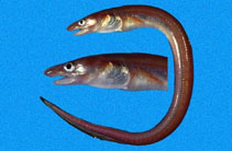 To FishBase images (<i>Rhynchoconger nitens</i>, Panama, by Robertson, R.)