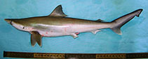 Image of Rhizoprionodon oligolinx (Grey sharpnose shark)