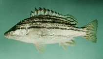 To FishBase images (<i>Therapon oxyrhynchus</i>, Japan, by Randall, J.E.)
