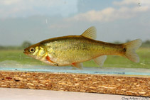 To FishBase images (<i>Phoxinus percnurus</i>, by Artaev, O.)