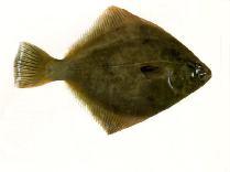 To FishBase images (<i>Rhombosolea plebeia</i>, New Zealand, by SeaFIC)