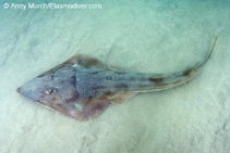 Image of Pseudobatos productus (Shovelnose guitarfish)