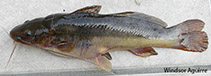 Image of Rhamdia quelen (South American catfish)