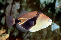 Image of Rhinecanthus rectangulus (Wedge-tail triggerfish)