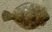 To FishBase images (<i>Rhombosolea retiaria</i>, New Zealand, by McDowall, R.M.)