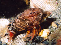 To FishBase images (<i>Rhamphocottus richardsonii</i>, USA, by Nichols, J.)