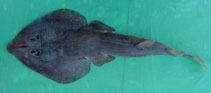Image of Acroteriobatus salalah (Salalah guitarfish)