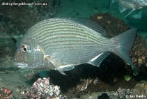 To FishBase images (<i>Rhabdosargus sarba</i>, Australia, by Banks, I.)