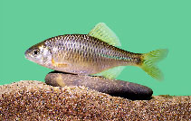 To FishBase images (<i>Rhodeus sericeus</i>, by Naseka, A.M.)