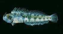 To FishBase images (<i>Rhabdoblennius snowi</i>, Marshall Is., by Randall, J.E.)