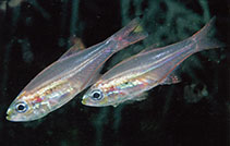 To FishBase images (<i>Rhabdamia spilota</i>, Indonesia, by Allen, G.R.)